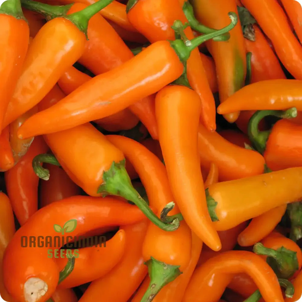 Pepper Bulgarian Carrot Seeds For Planting Your Gardening Adventure