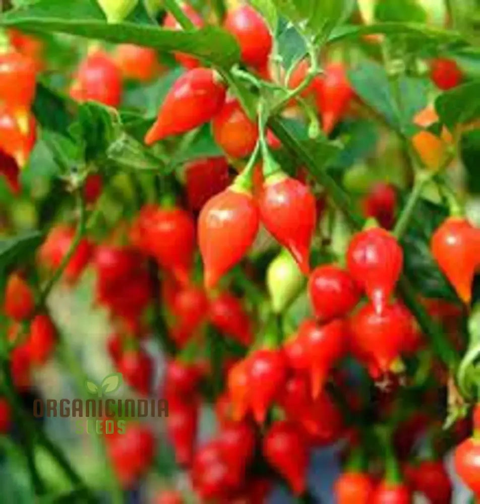 Pepper Button Red Seeds For Planting Your Gardening Needs