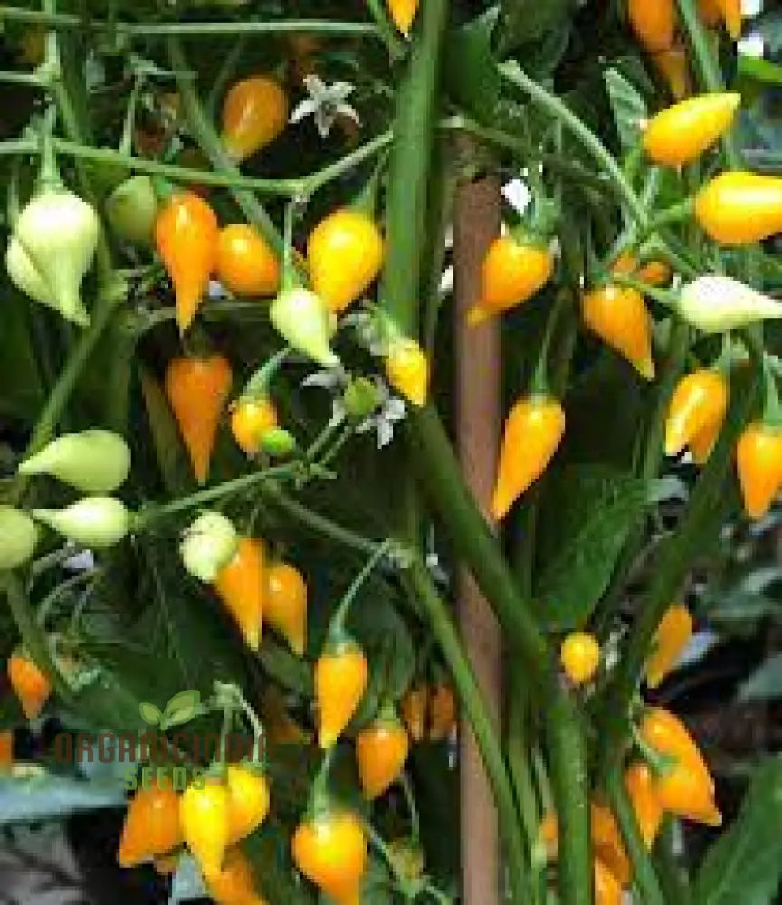 Pepper Button Yellow Seeds For Your Gardening Success