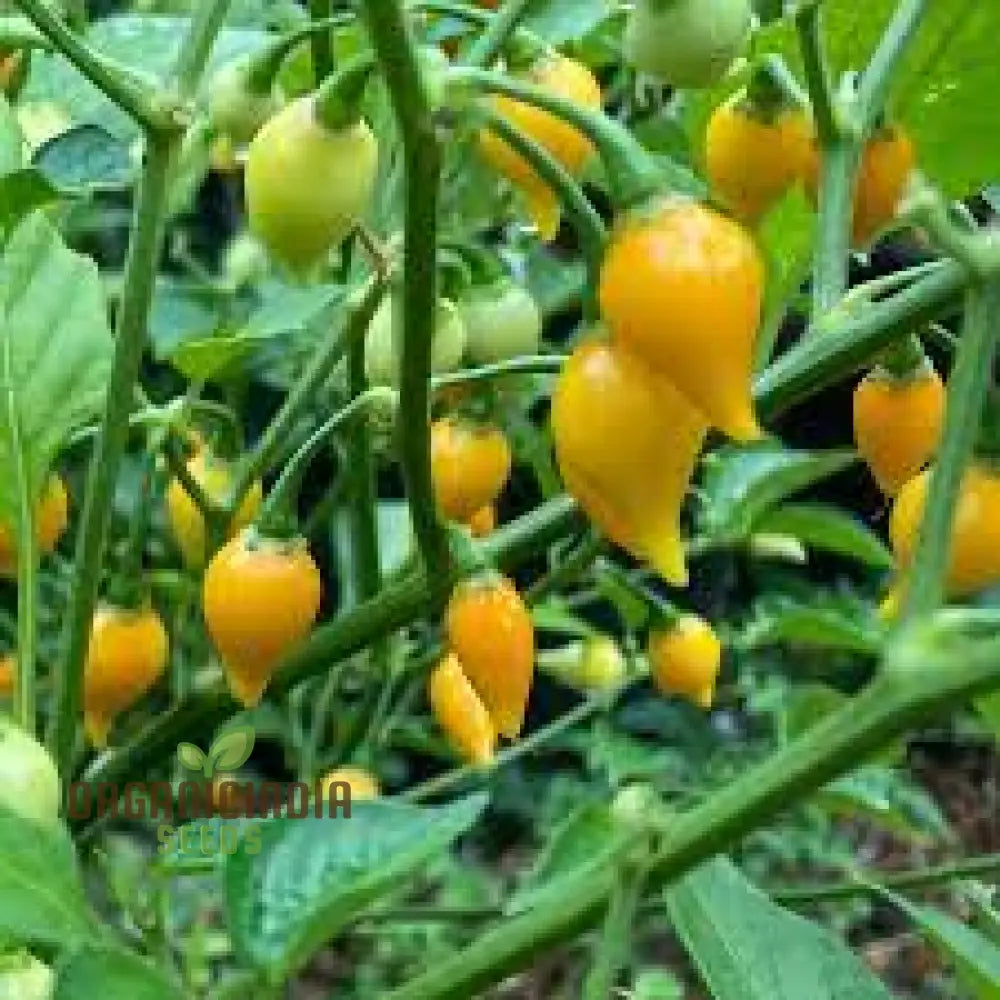 Pepper Button Yellow Seeds For Your Gardening Success