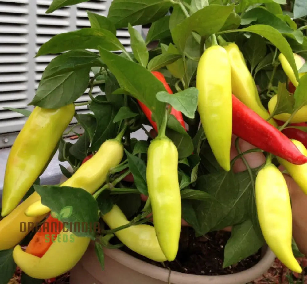 Pepper Caloro Seeds For Your Gardening Needs | Buy Organic Online