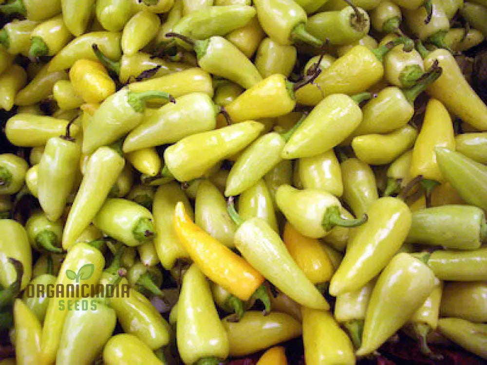 Pepper Caloro Seeds For Your Gardening Needs | Buy Organic Online