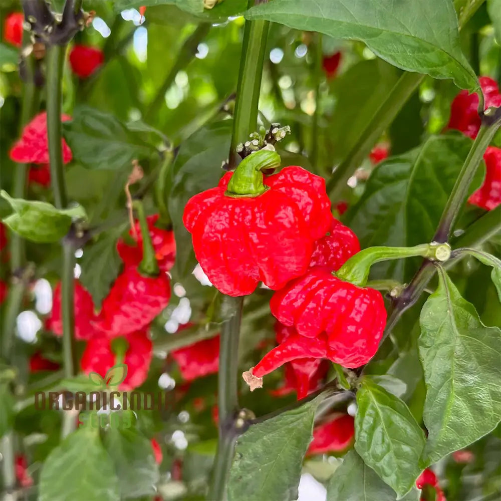 Pepper Carolina Reaper Seeds For Planting Your Gardening Adventure