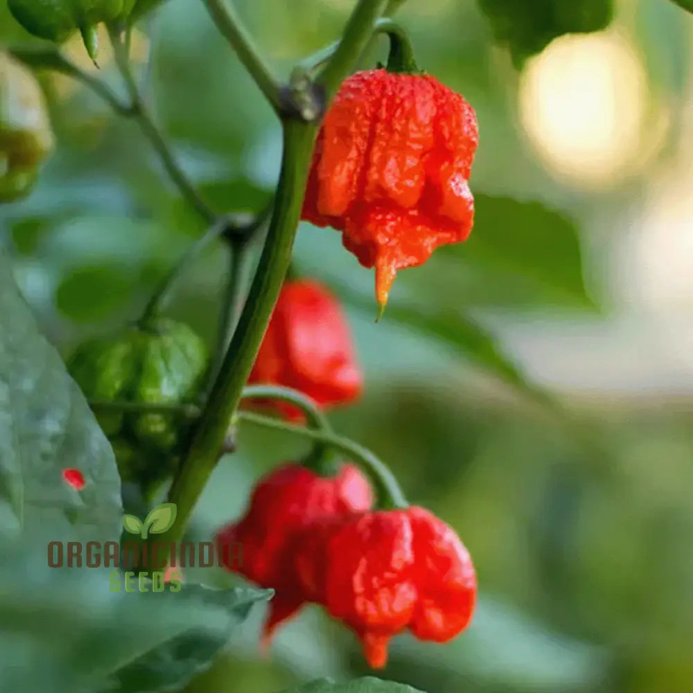 Pepper Carolina Reaper Seeds For Planting Your Gardening Adventure