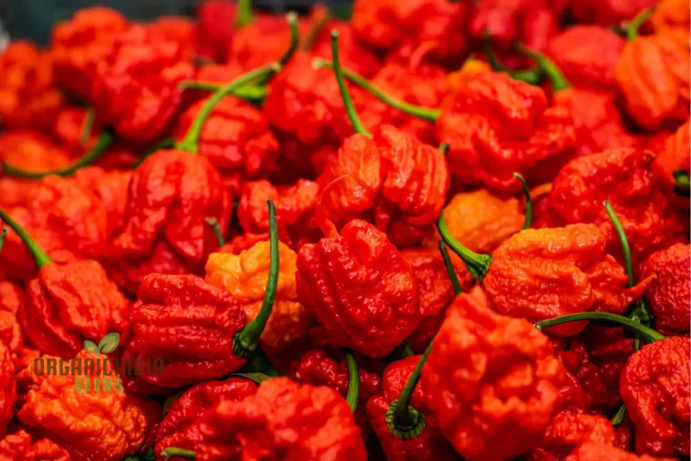 Pepper Carolina Reaper Seeds For Planting Your Gardening Adventure