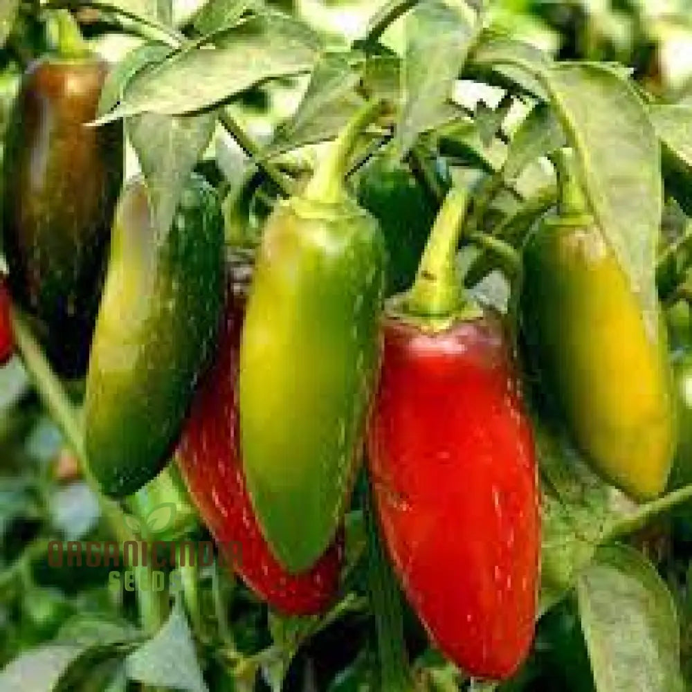 Pepper Farmers Jalapeno Seeds For Planting - Premium Gardening Your Home Garden