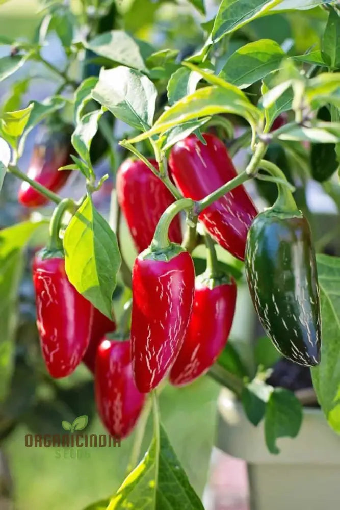 Pepper Farmers Jalapeno Seeds For Planting - Premium Gardening Your Home Garden