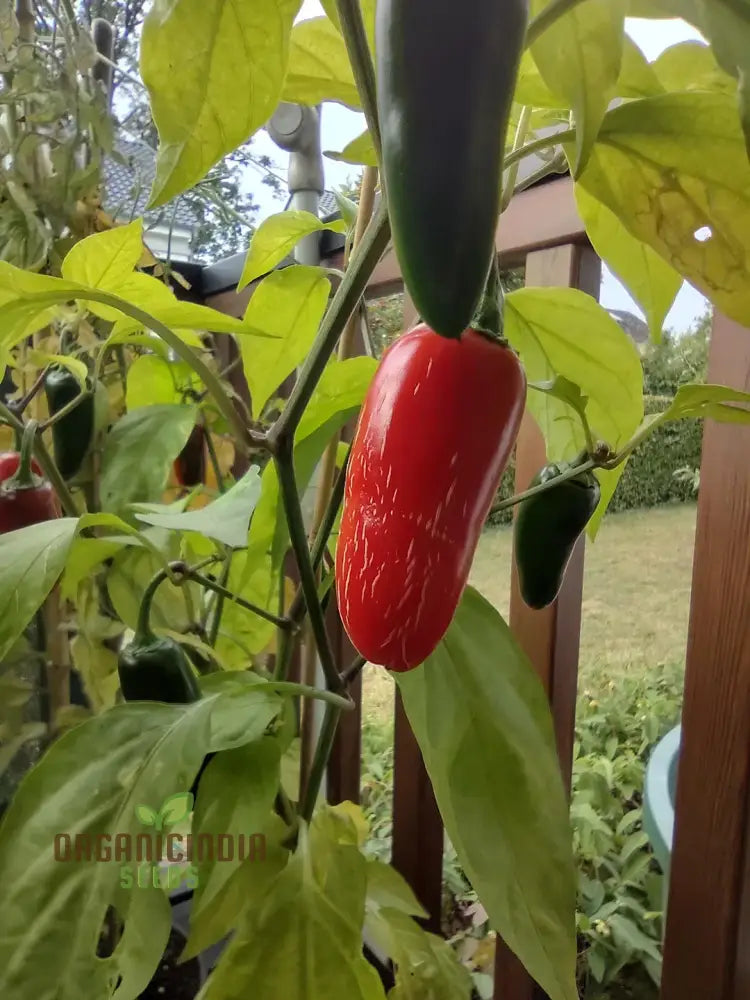 Pepper Farmers Jalapeno Seeds For Planting - Premium Gardening Your Home Garden