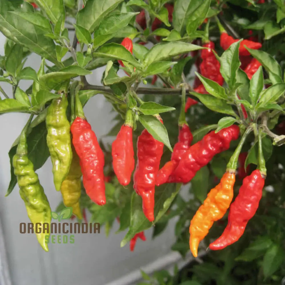 Pepper Fruity Volcano Seeds â€“ Exotic And Flavorful Addition To Your Garden