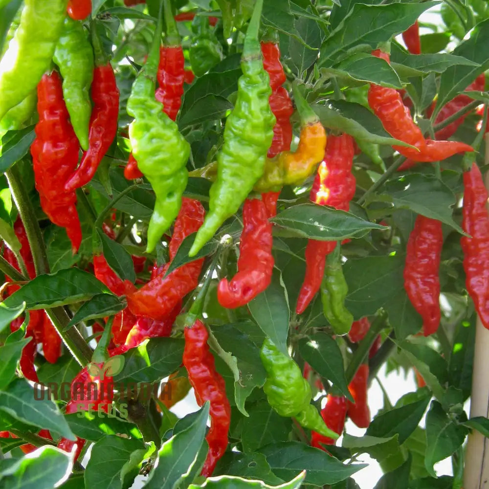 Pepper Fruity Volcano Seeds â€“ Exotic And Flavorful Addition To Your Garden