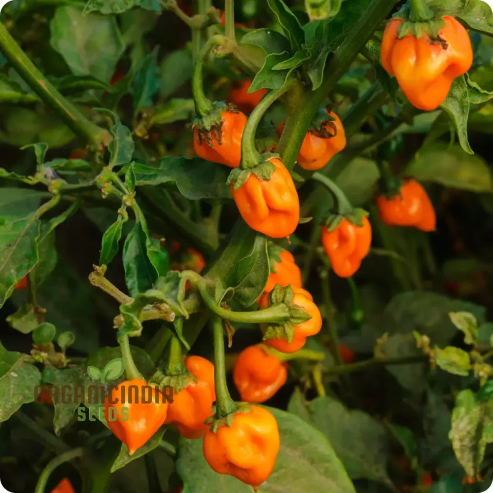 Pepper Habanero Orange Seeds For Planting Your Garden | Buy Online