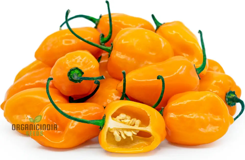 Pepper Habanero Orange Seeds For Planting Your Garden | Buy Online