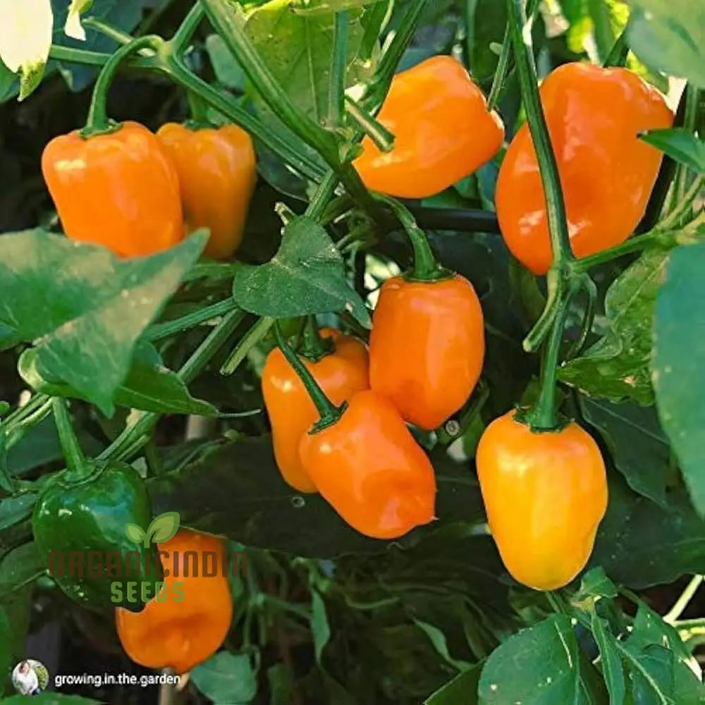 Pepper Habanero Orange Seeds For Planting Your Garden | Buy Online