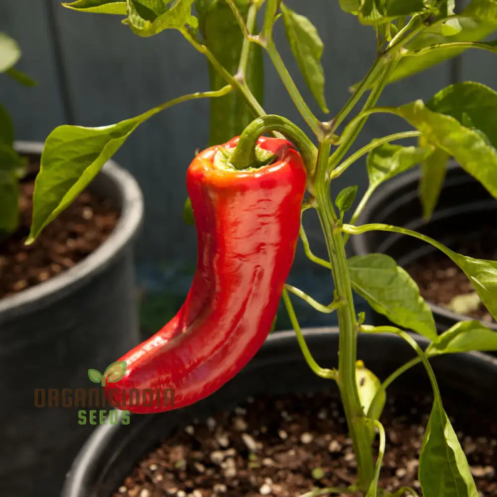 Pepper Healthy Seeds For Planting Your Garden | Buy Online