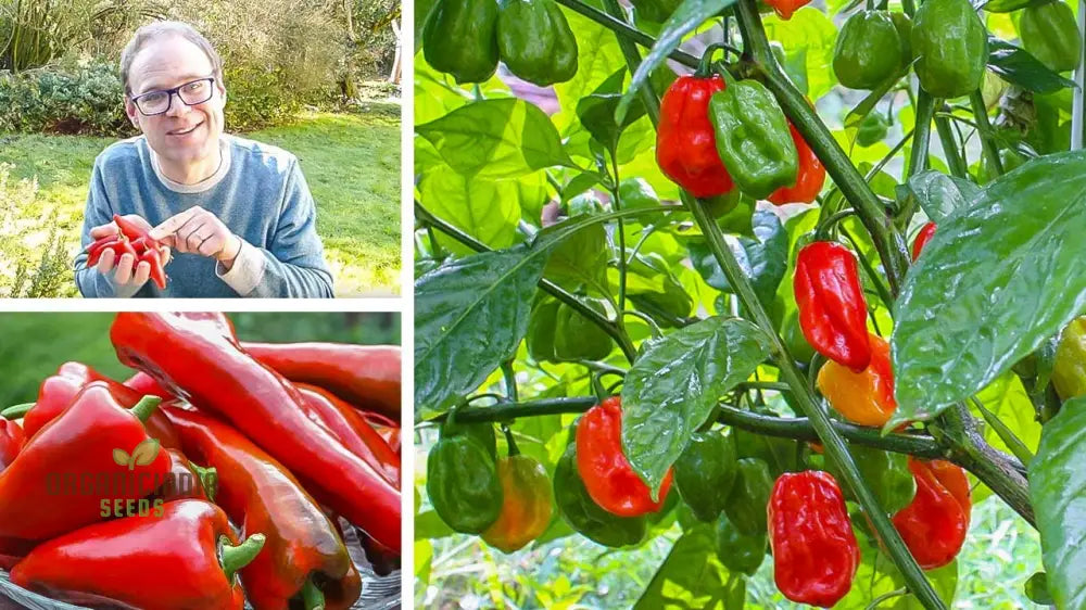 Pepper Healthy Seeds For Planting Your Garden | Buy Online