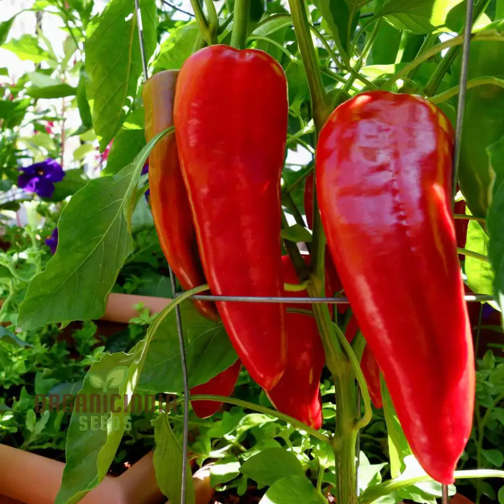 Pepper Healthy Seeds For Planting Your Garden | Buy Online