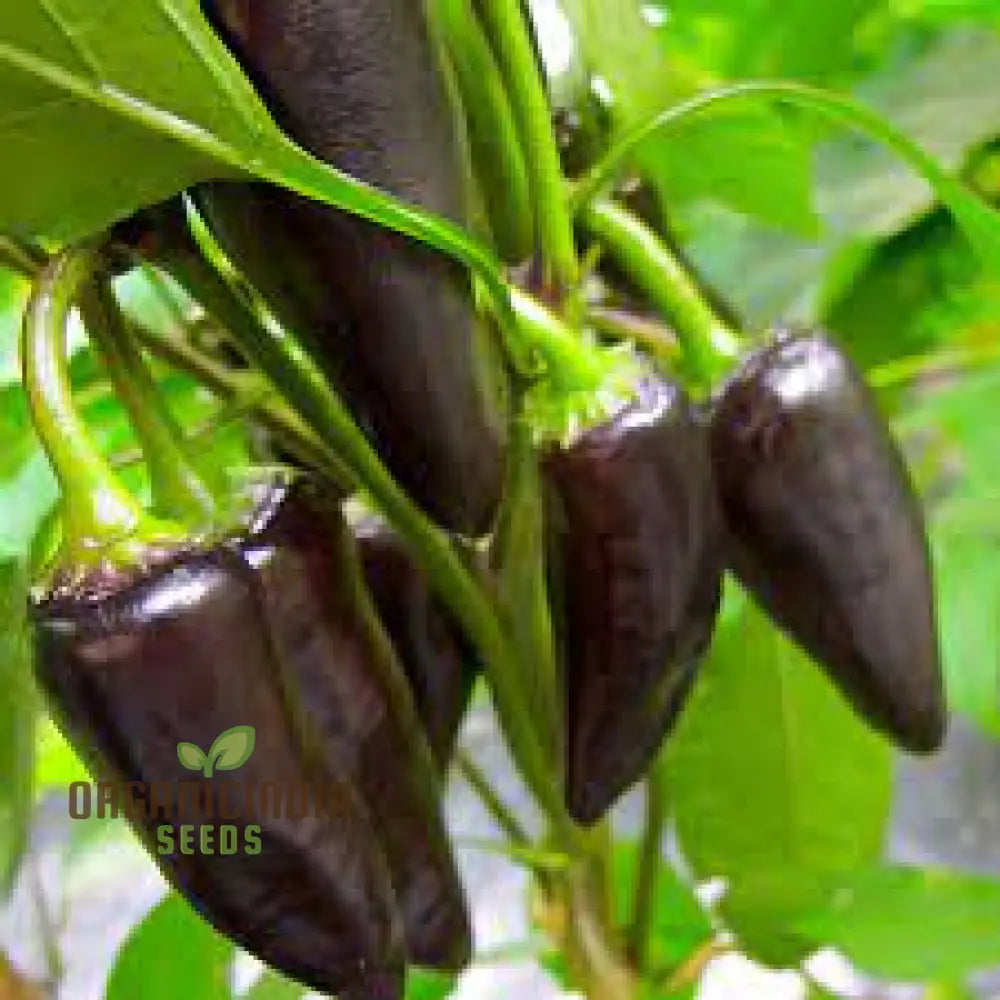 Pepper Jalapeno Purple Tiger Seeds For Your Garden | Buy Gardening Online