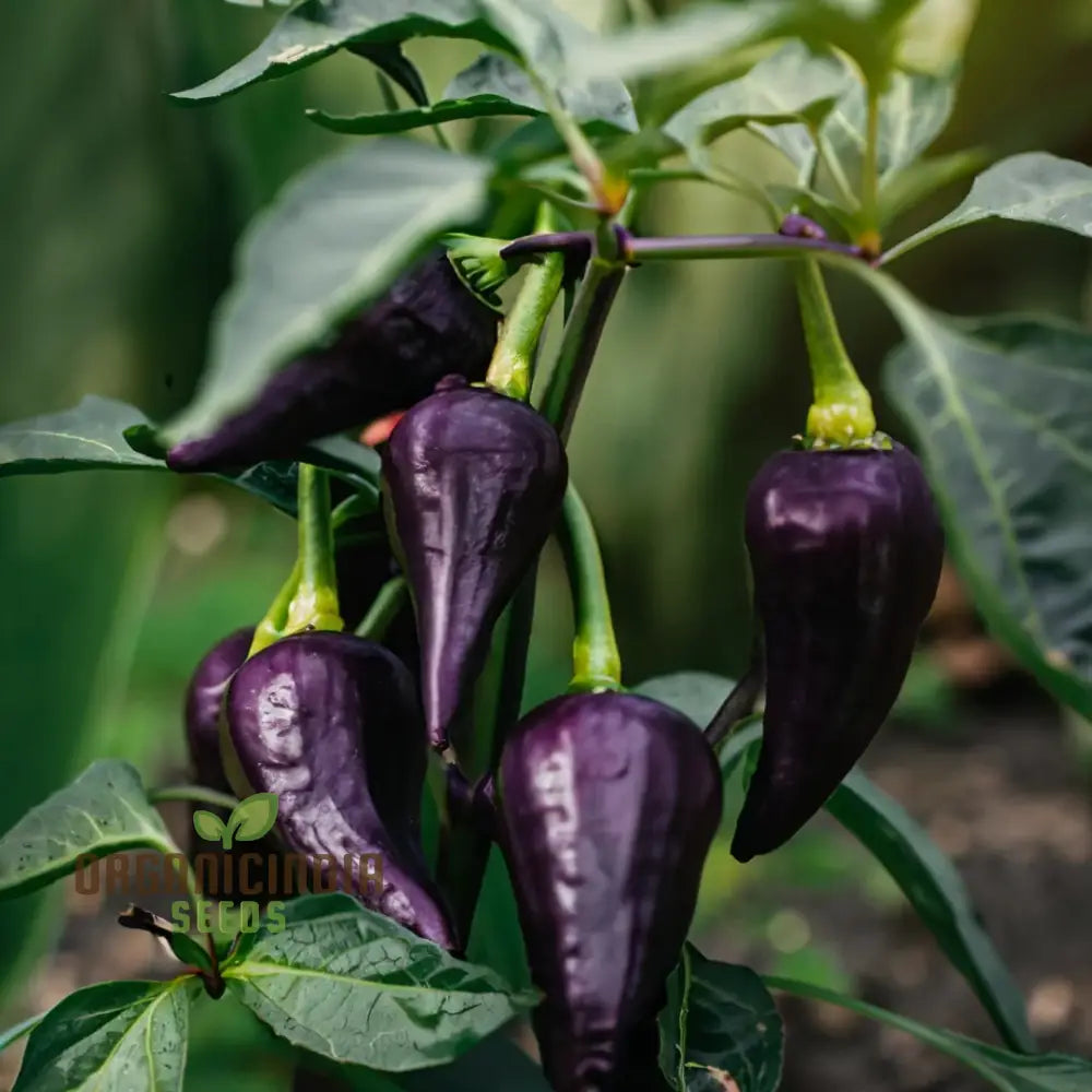 Pepper Jalapeno Purple Tiger Seeds For Your Garden | Buy Gardening Online