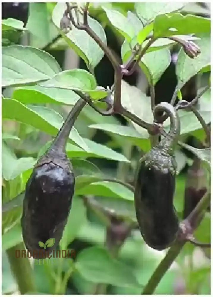 Pepper Jalapeno Purple Tiger Seeds For Your Garden | Buy Gardening Online