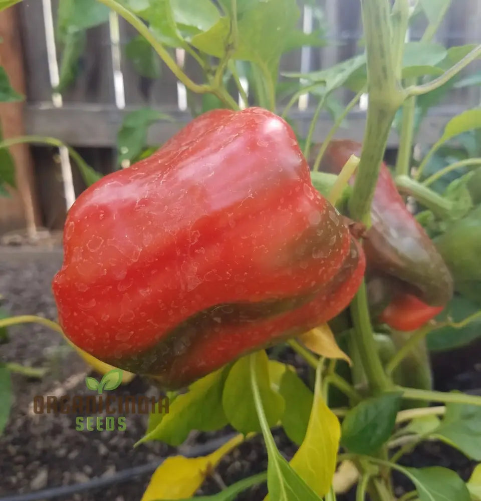 Pepper King Of The North (Sweet) Seeds For Planting High-Yielding Cold-Hardy Sweet For Vegetable