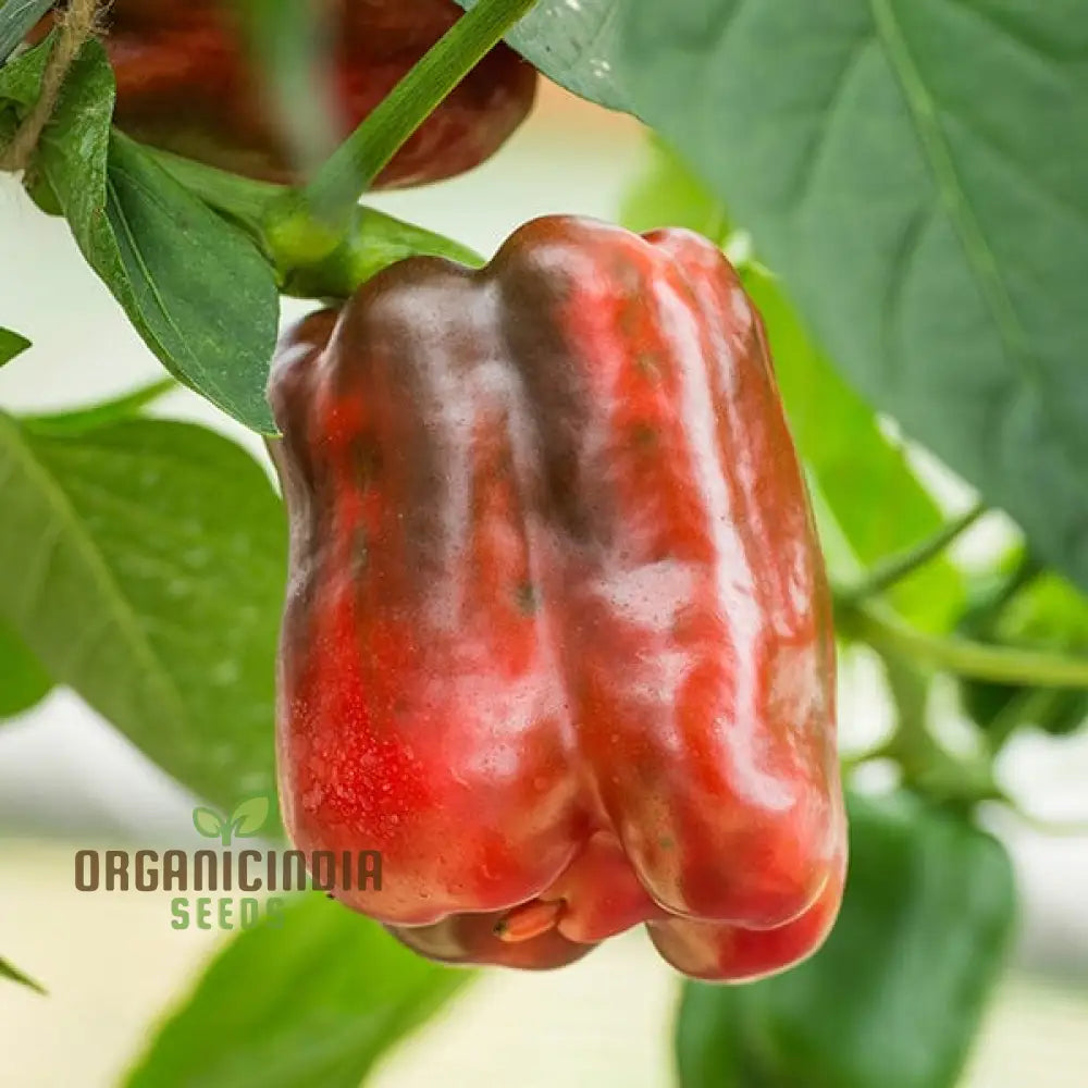 Pepper King Of The North (Sweet) Seeds For Planting High-Yielding Cold-Hardy Sweet For Vegetable