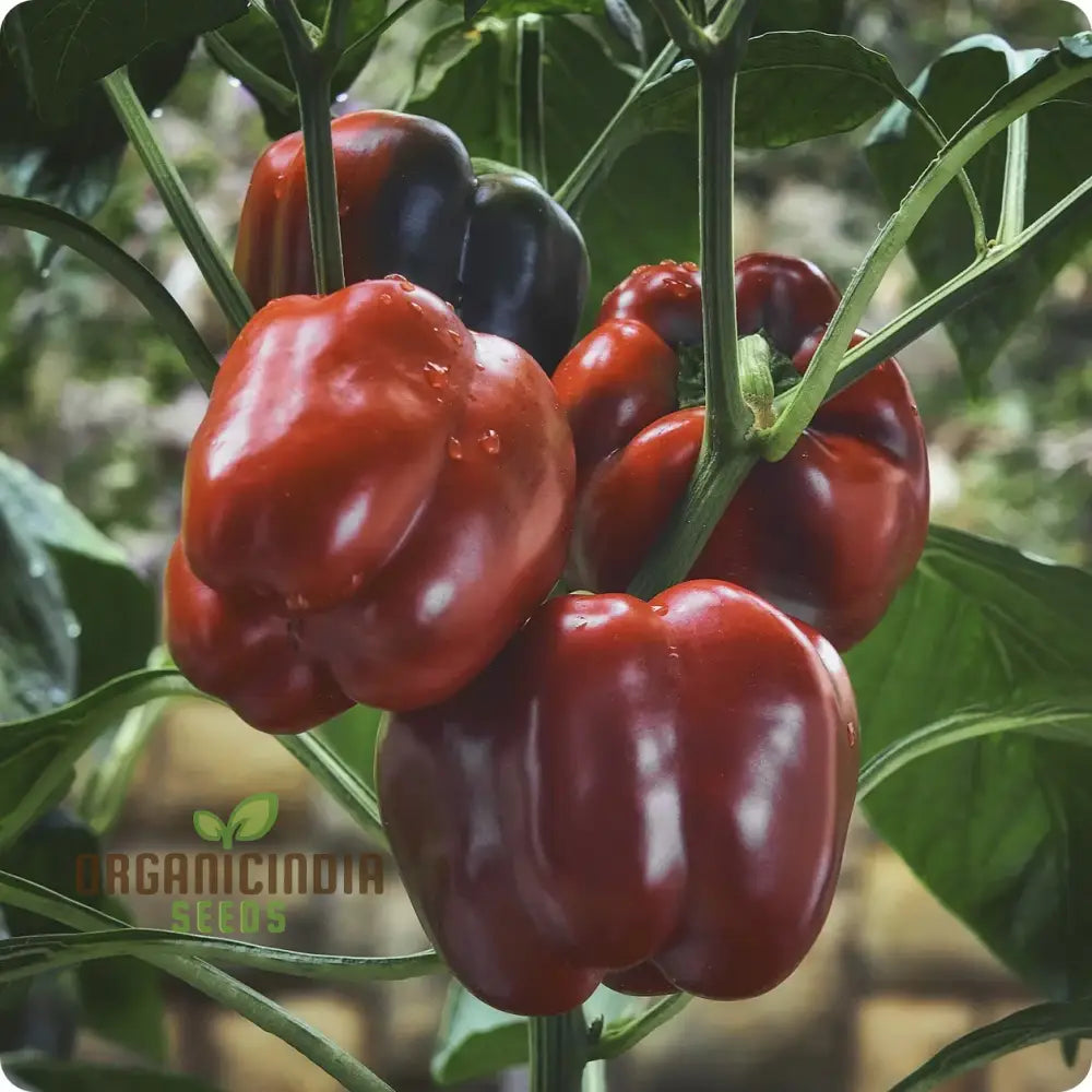 Pepper King Of The North (Sweet) Seeds For Planting High-Yielding Cold-Hardy Sweet For Vegetable