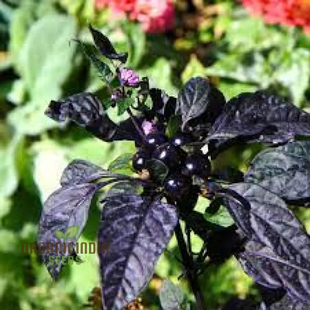 Pepper Midnight Pearl Babies Seeds For Your Garden | Buy Online