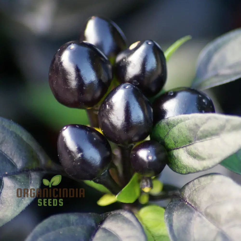 Pepper Midnight Pearl Babies Seeds For Your Garden | Buy Online