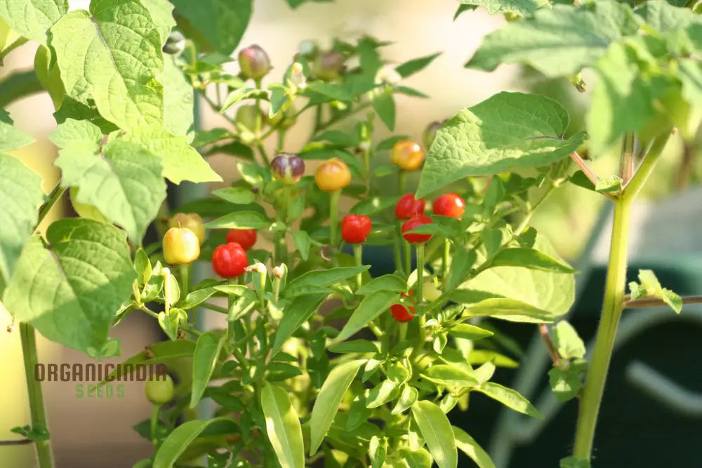 Pepper Nosegay Seeds For Your Gardening Needs | Buy Organic