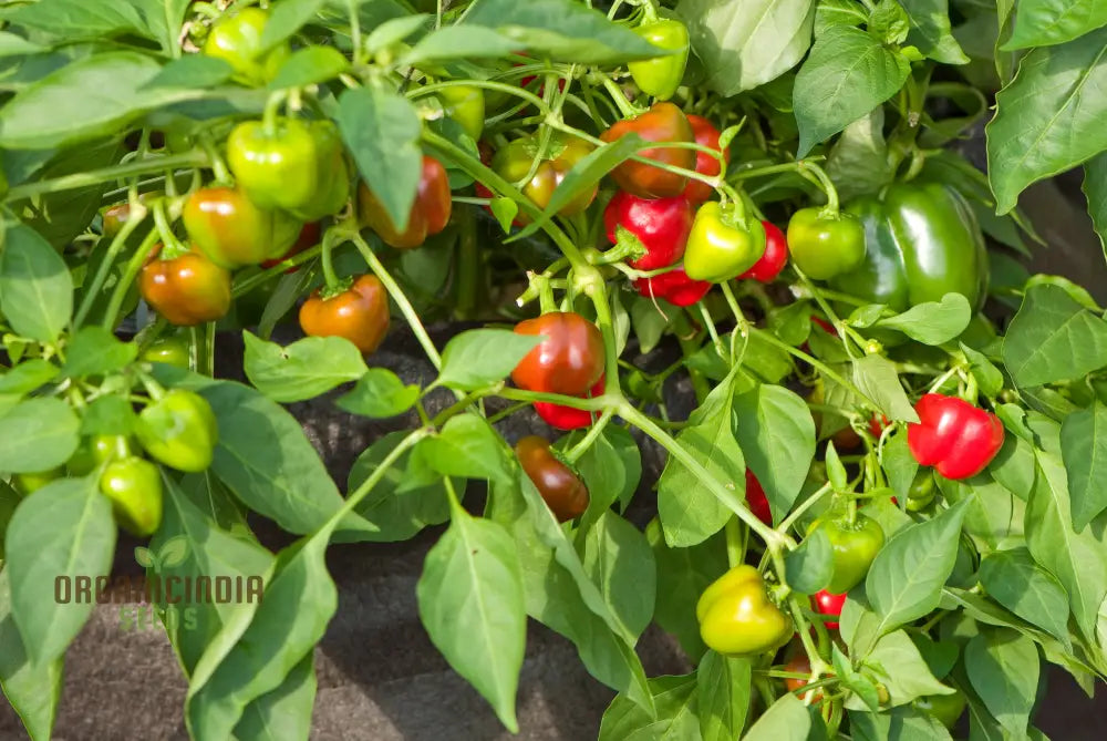 Pepper Nosegay Seeds For Your Gardening Needs | Buy Organic