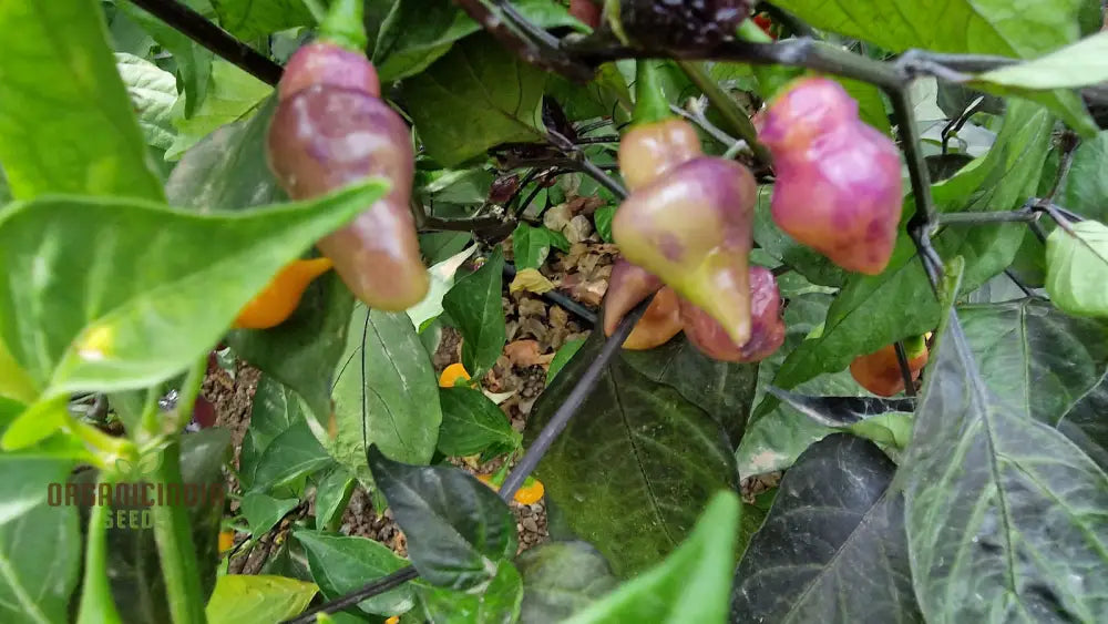 Pepper Pink Biquinho Seeds For Planting Your Gardening Success