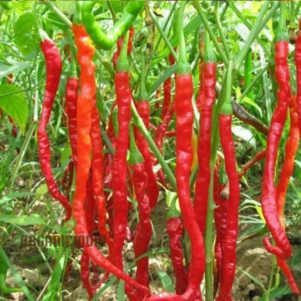 Pepper Slim Jim Seeds For Your Garden | Buy Online