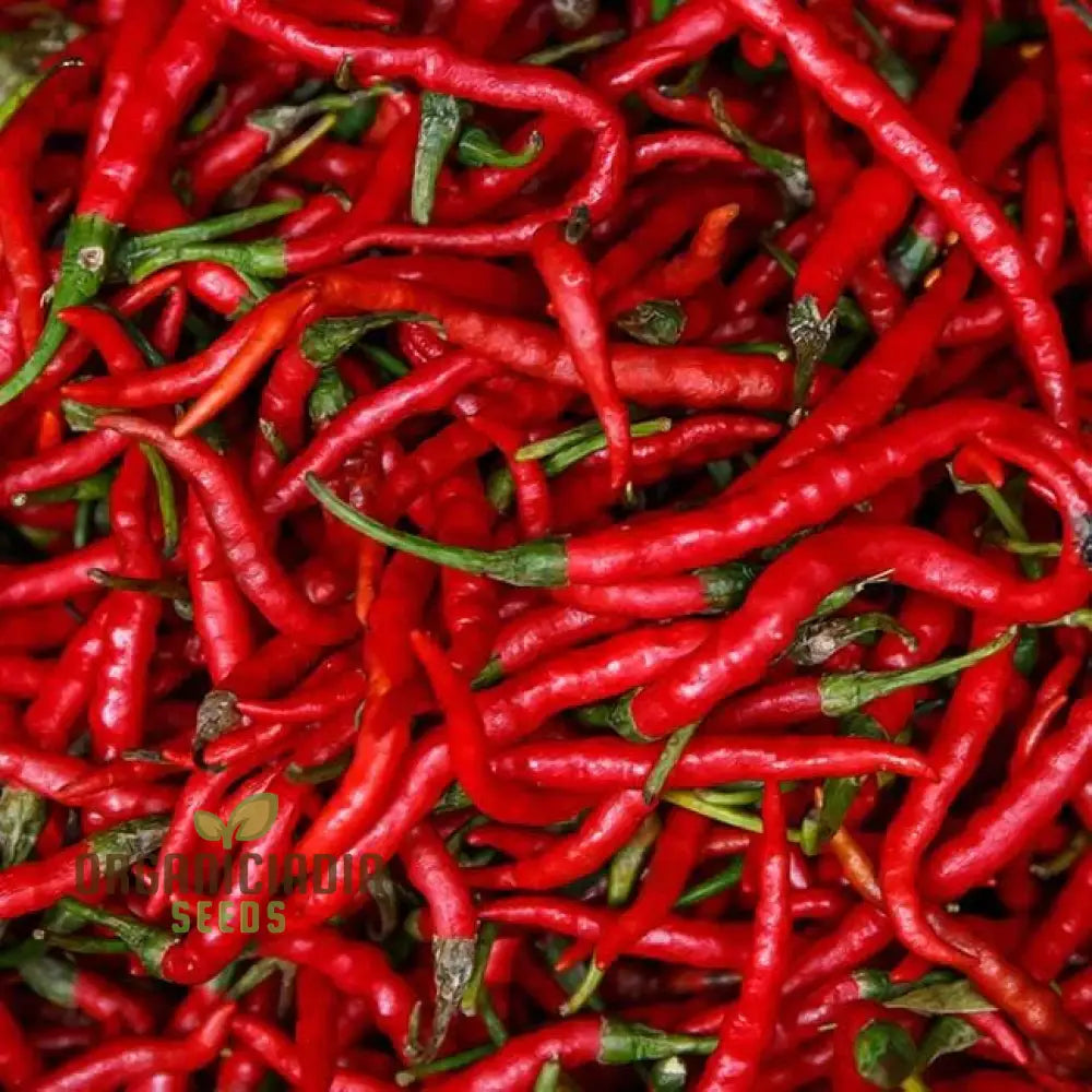 Pepper Slim Jim Seeds For Your Garden | Buy Online