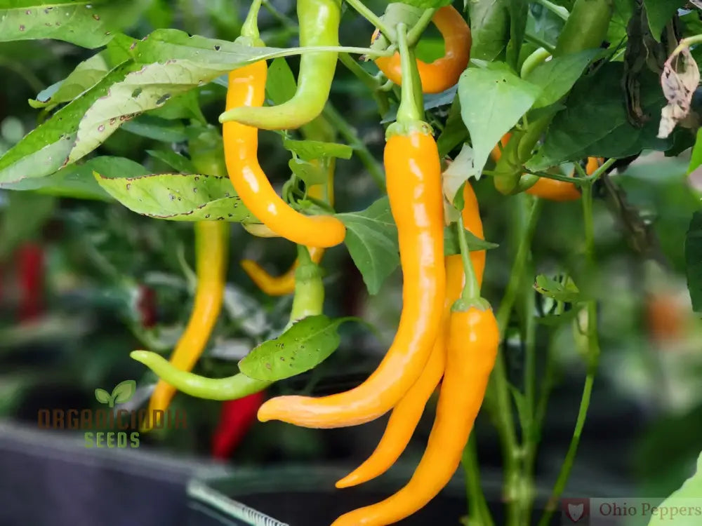 Pepper Solar Flare Seeds For Your Gardening Needs | Buy Organic Online