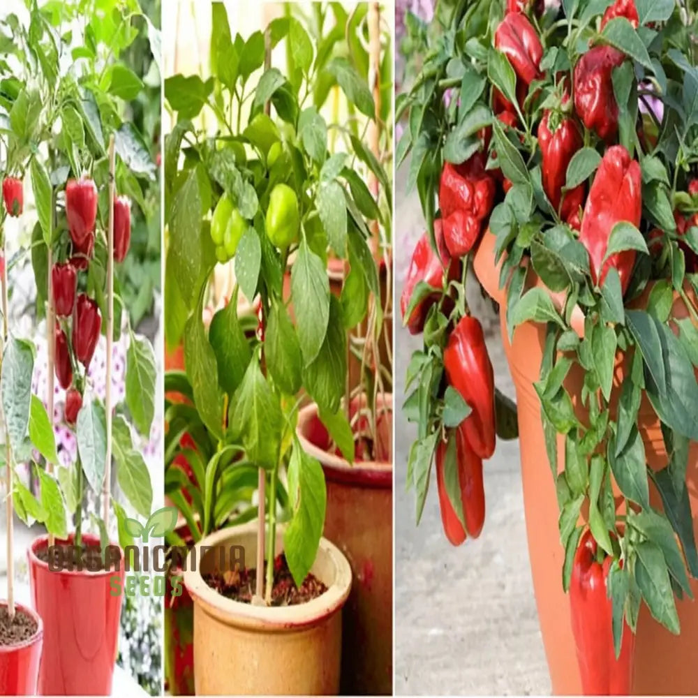 Pepper Sweet Tamina Seeds Spice Up Your Culinary Creations With Home-Grown Flavor Perfect For