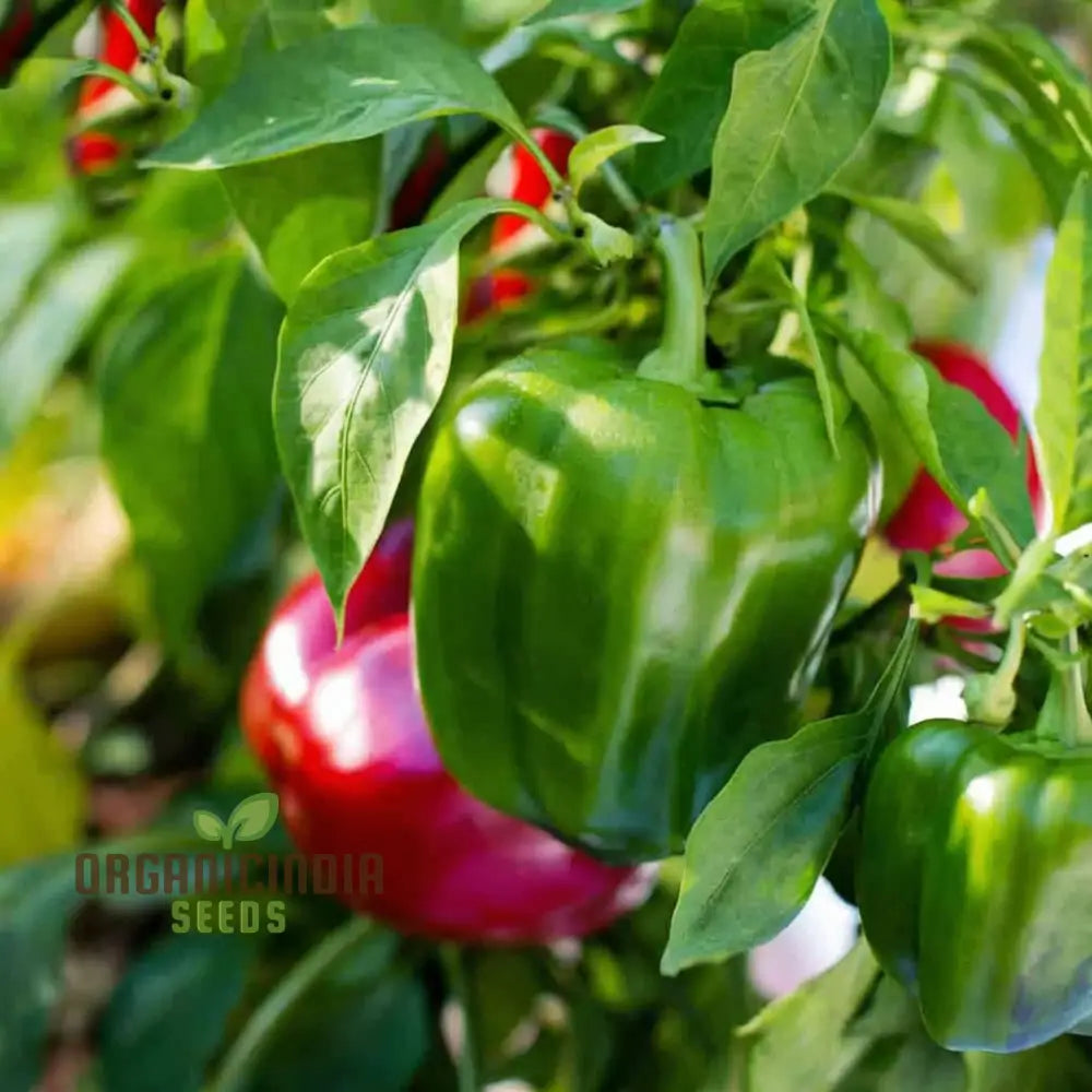 Pepper Sweet Tamina Seeds Spice Up Your Culinary Creations With Home-Grown Flavor Perfect For