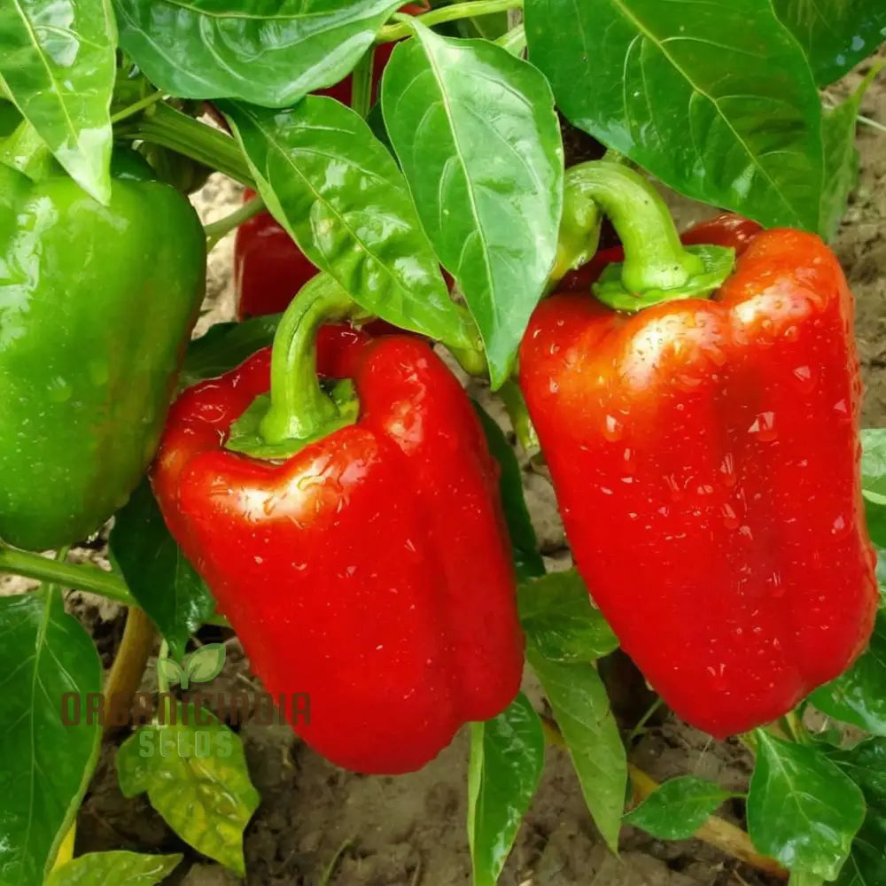 Pepper Sweet Tamina Seeds Spice Up Your Culinary Creations With Home-Grown Flavor Perfect For