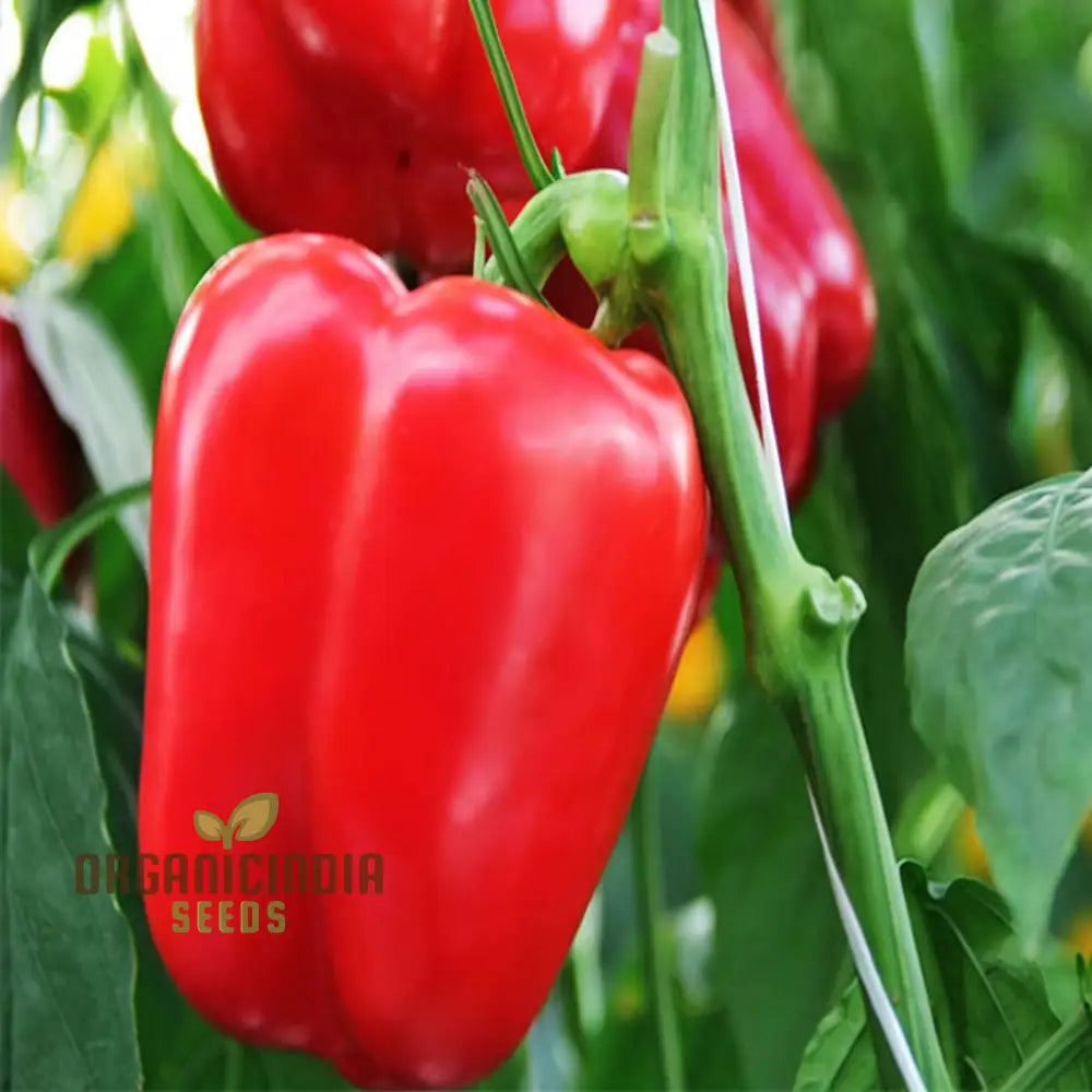 Pepper Sweet Tamina Seeds Spice Up Your Culinary Creations With Home-Grown Flavor Perfect For