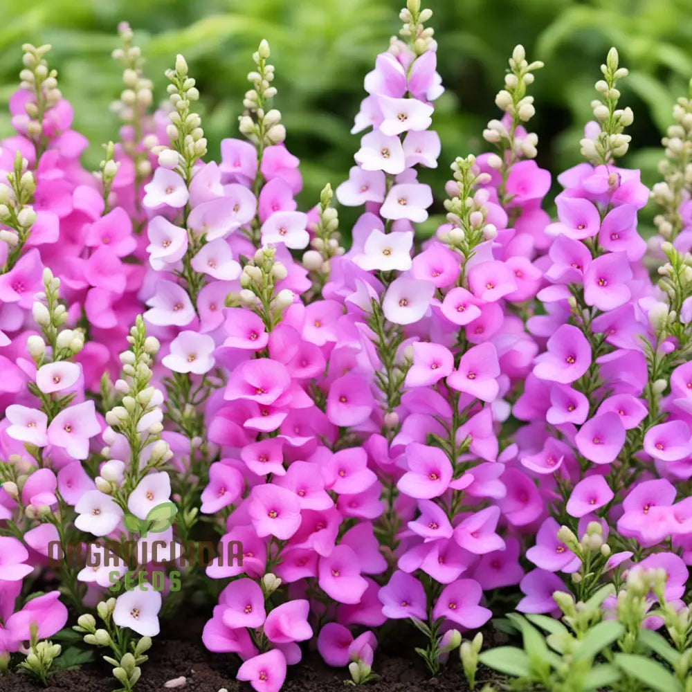 Perennial Angelonia Serena Summer Snapdragon Flower Seeds Vibrant Long-Lasting Blooms For Your