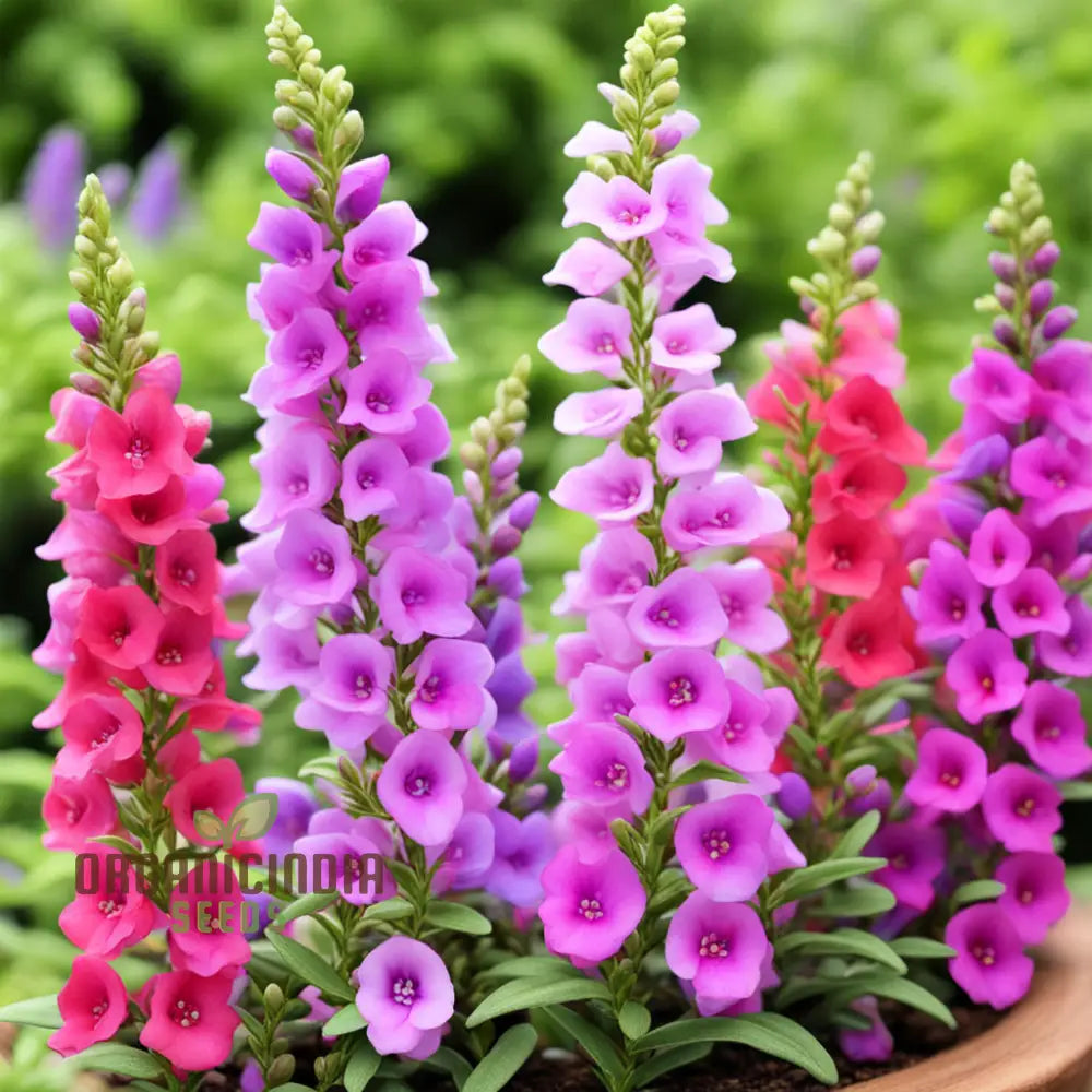 Perennial Angelonia Serena Summer Snapdragon Flower Seeds Vibrant Long-Lasting Blooms For Your