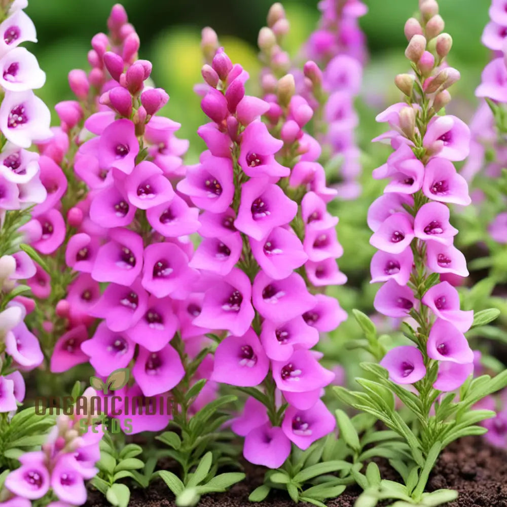 Perennial Angelonia Serena Summer Snapdragon Flower Seeds Vibrant Long-Lasting Blooms For Your