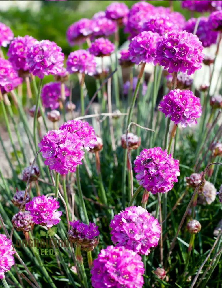 Perennial Armeria Maritima (Sea Thrift Sea Pink) Rose Seeds For Organic Planting â€“ Premium Your