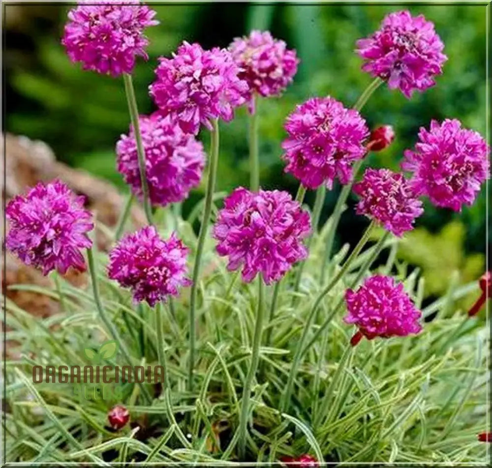 Perennial Armeria Maritima (Sea Thrift Sea Pink) Rose Seeds For Organic Planting â€“ Premium Your