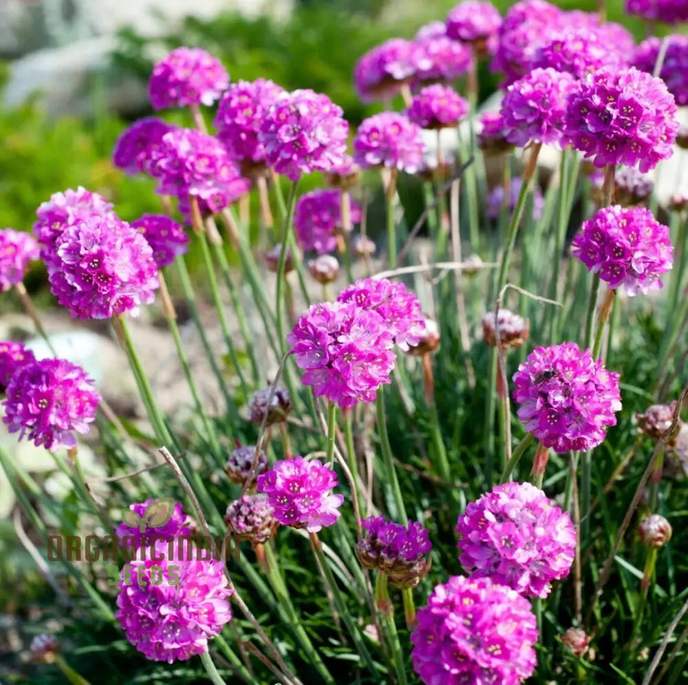 Perennial Armeria Maritima (Sea Thrift Sea Pink) Rose Seeds For Organic Planting â€“ Premium Your