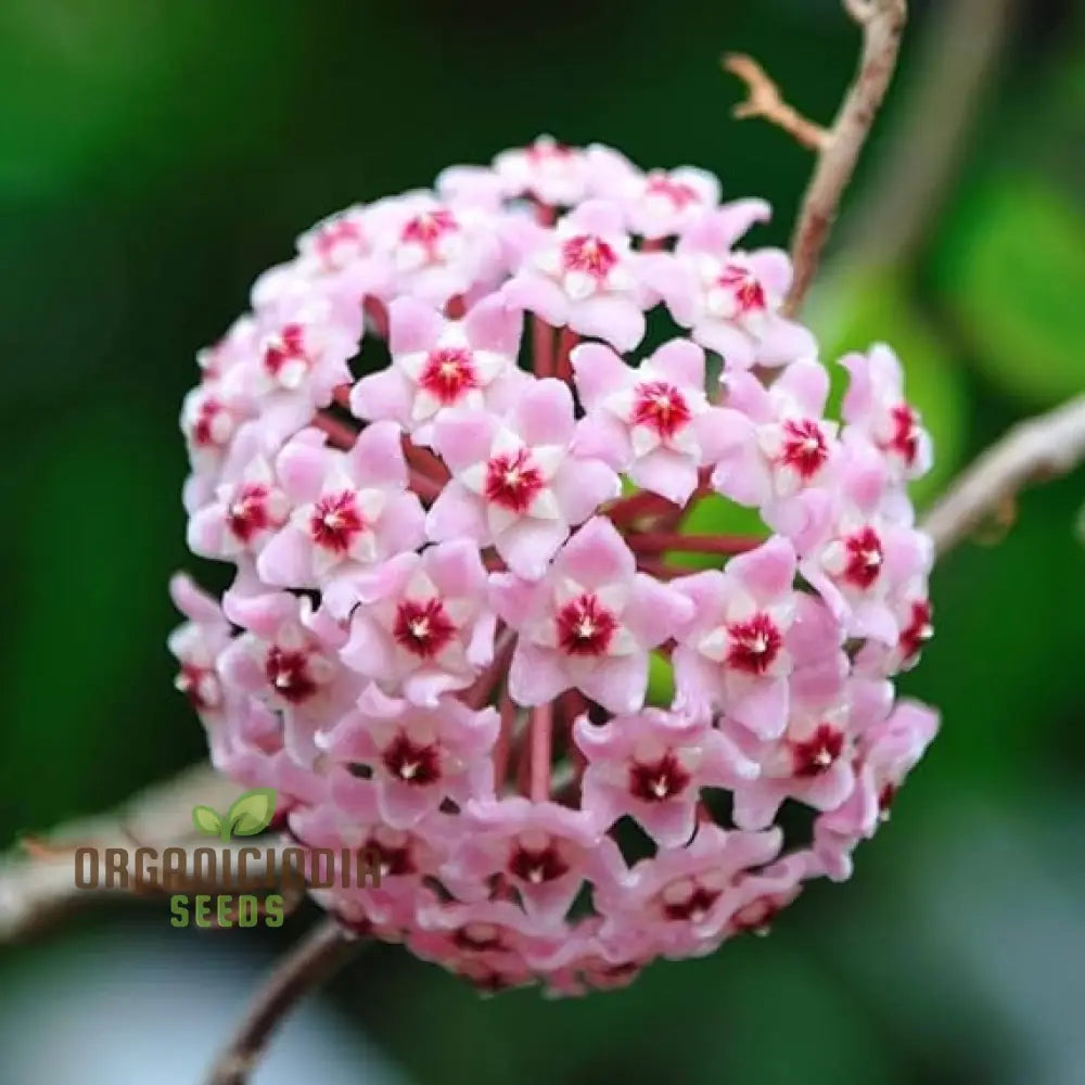 Perennial Ball Orchid Star-Shaped Flower Seeds Cultivating Beauty In Your Garden Year After