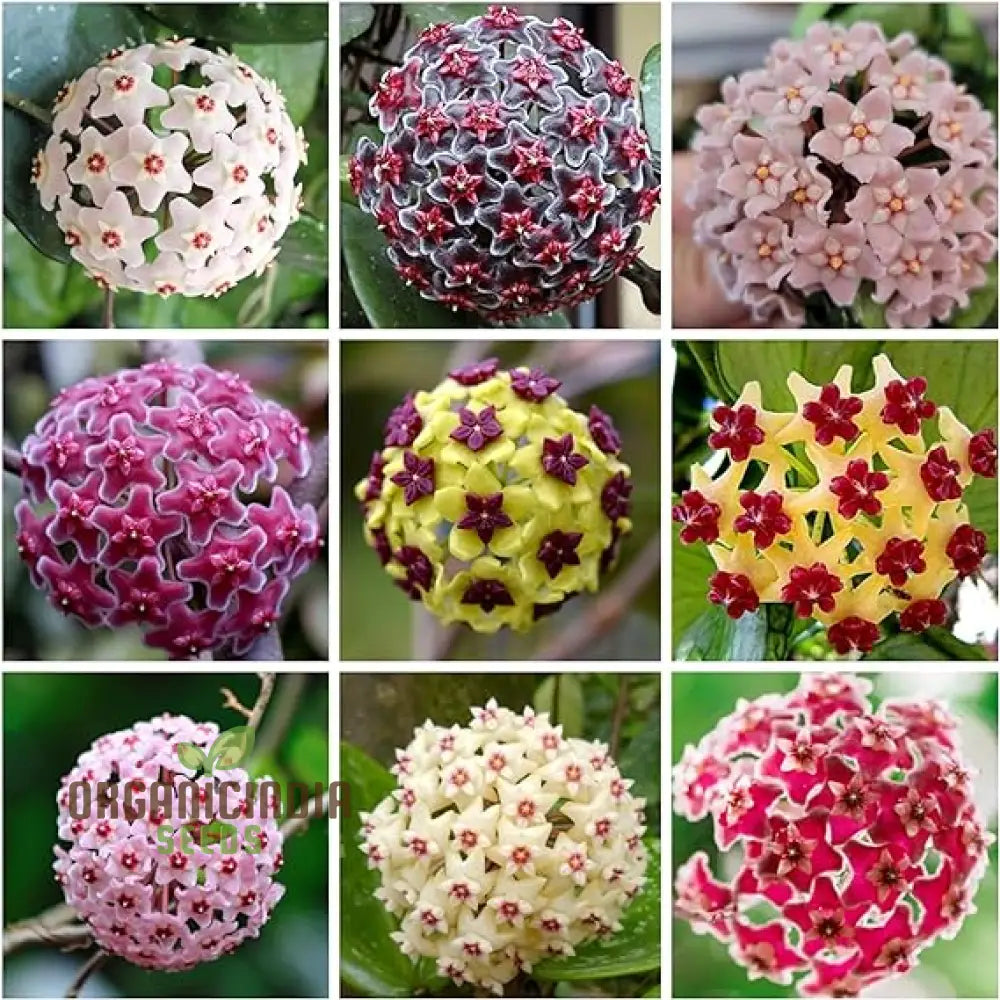 Perennial Ball Orchid Star-Shaped Flower Seeds Cultivating Beauty In Your Garden Year After