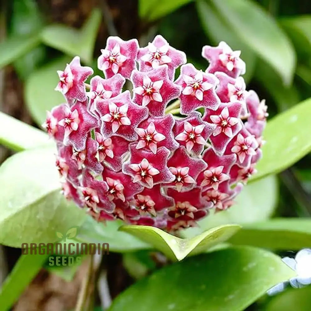 Perennial Ball Orchid Star-Shaped Flower Seeds Cultivating Beauty In Your Garden Year After