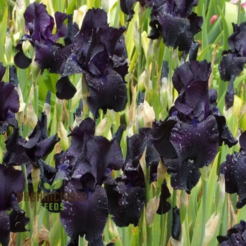 Perennial Black Magic Iris Flower Seeds Dark Dramatic Blooms For Your Garden Easy To Grow Seeds