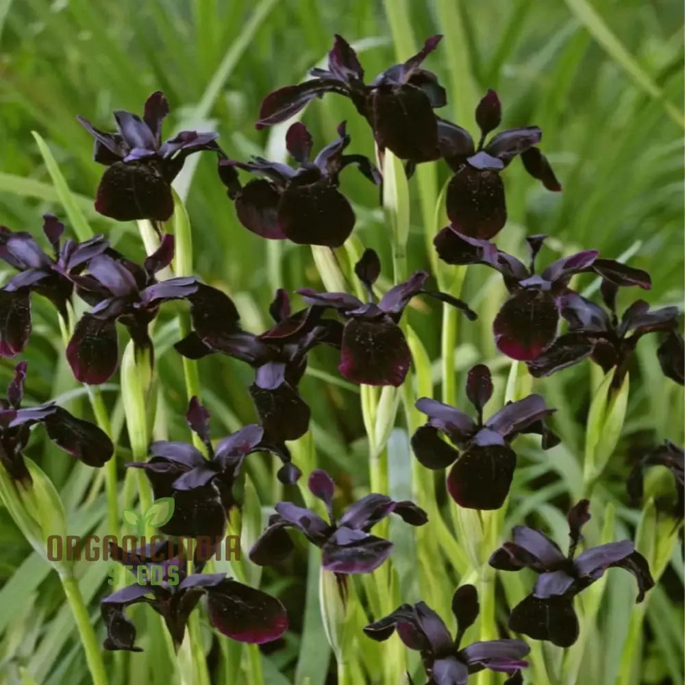 Perennial Black Magic Iris Flower Seeds Dark Dramatic Blooms For Your Garden Easy To Grow Seeds