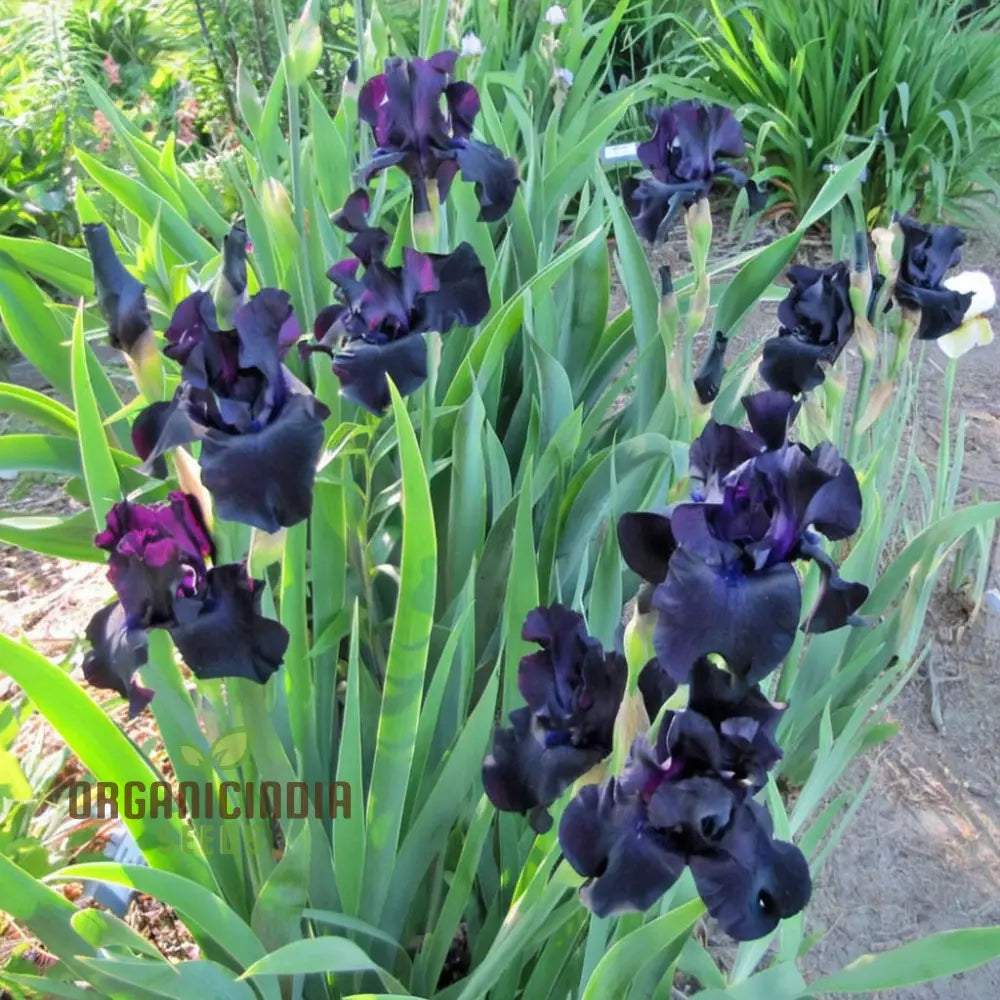 Perennial Black Magic Iris Flower Seeds Dark Dramatic Blooms For Your Garden Easy To Grow Seeds